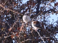 Pygmy Falcon (Polihierax semitorquatus)
