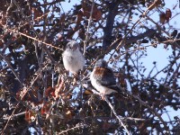 Pygmy Falcon (Polihierax semitorquatus)
