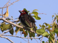 Black-collared Barbet (Lybius torquatus)