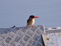 Malachite Kingfisher (Corythornis cristatus)