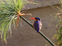 Malachite Kingfisher (Corythornis cristatus)