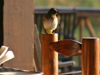 Dark-capped Bulbul (Pycnonotus tricolor)
