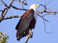 African Fish Eagle (Haliaeetus vocifer)
