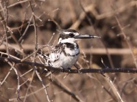 Pied Kingfisher (Ceryle rudis)