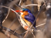 Malachite Kingfisher (Corythornis cristatus)