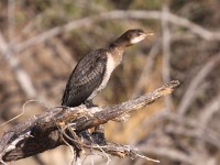 Reed Cormorant (Microcarbo africanus)