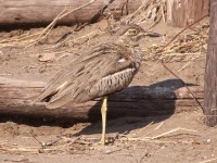 Water Thick-knee (Burhinus vermiculatus)