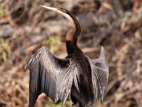 African Darter (Anhinga rufa)