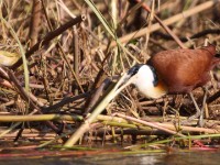African Jacana (Actophilornis africanus)