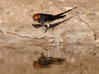 Lesser Striped Swallow (Cecropis abyssinica)