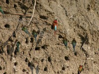White-fronted Bee-eater (Merops bullockoides) Southern Carmine Bee-eater (Merops nubicoides)