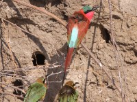 Southern Carmine Bee-eater (Merops nubicoides)
