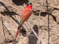 Southern Carmine Bee-eater (Merops nubicoides)