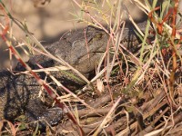 Nile Crocodile (Crocodylus niloticus)