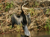 African Darter (Anhinga rufa)