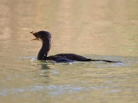 Reed Cormorant (Microcarbo africanus)