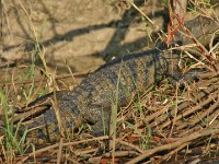 Nile Crocodile (Crocodylus niloticus)