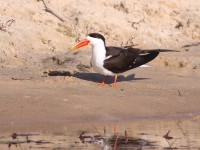 African Skimmer (Rynchops flavirostris)