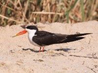 African Skimmer (Rynchops flavirostris)