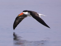 African Skimmer (Rynchops flavirostris)