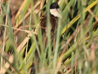 Coppery-tailed Coucal (Centropus cupreicaudus)