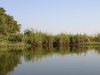 Okavango River