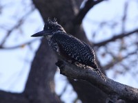Giant Kingfisher (Megaceryle maxima)