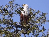 African Fish Eagle (Haliaeetus vocifer)