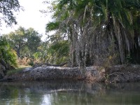Okavango River