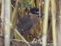 White-backed Night Heron (Gorsachius leuconotus)