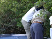 Looking for White-backed Night Heron (Gorsachius leuconotus)