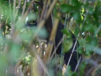 White-backed Night Heron (Gorsachius leuconotus)