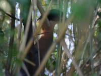 White-backed Night Heron (Gorsachius leuconotus)