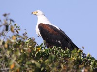 African Fish Eagle (Haliaeetus vocifer)