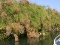 Okavango River