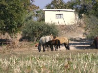Okavango River