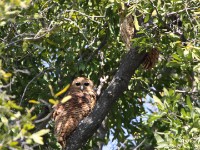Pel's Fishing Owl (Scotopelia peli)