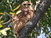 Pel's Fishing Owl (Scotopelia peli)