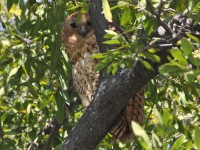 Pel's Fishing Owl (Scotopelia peli)