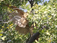 Pel's Fishing Owl (Scotopelia peli)