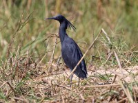 Black Heron (Egretta ardesiaca)