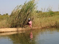 Okavango River