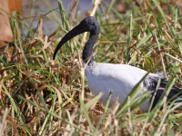 African Sacred Ibis (Threskiornis aethiopicus)