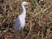 Western Cattle Egret (Bubulcus ibis)