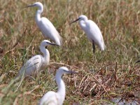 Little Egret (Egretta garzetta)