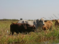Okavango River