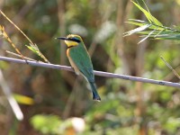 Little Bee-eater (Merops pusillus)