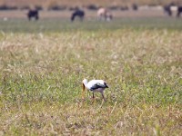 Yellow-billed Stork (Mycteria ibis)