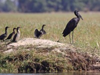 African Openbill (Anastomus lamelligerus)