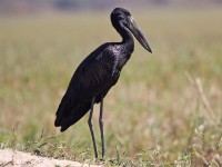 African Openbill (Anastomus lamelligerus)